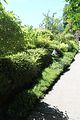 159 - Butchard Gardens  - IMG_1724